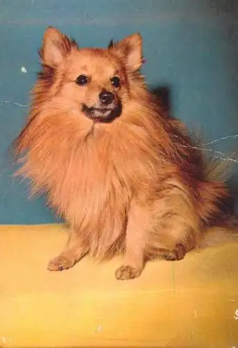 Postcard animals dog haircut