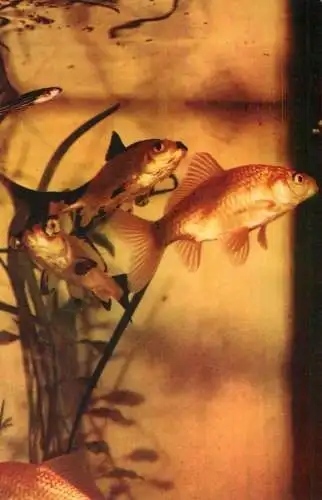 Postcard animals fish