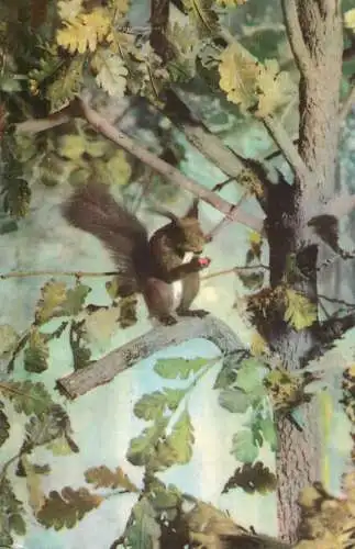 Postcard animal squirrel