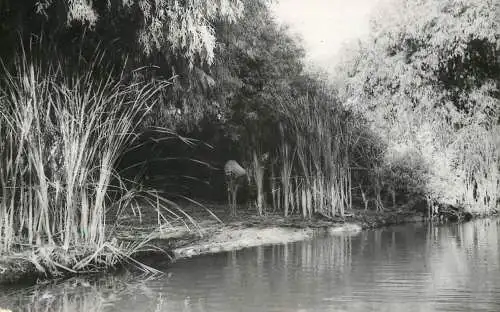 Romania Delta Dunarii - pe Dunarea Veche peisaj natural pitoresc