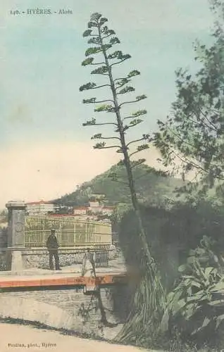 France Hyeres - Aloes