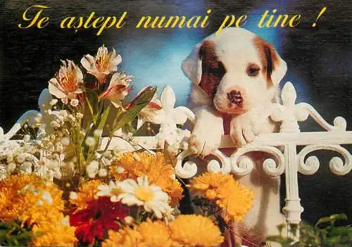 Postcard dog greeting card