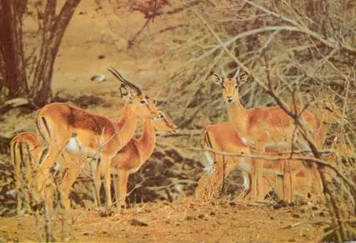 Postcard animals deer horns