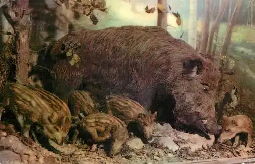 Postcard animals boar Maximafilie