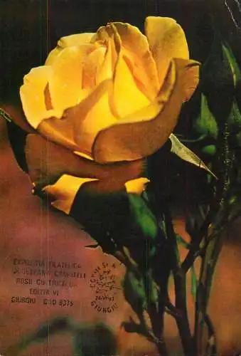 Postcard holiday flower rose Giurgiu pionner
