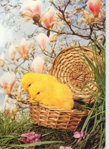 Postcard holiday Easter chickens in basket