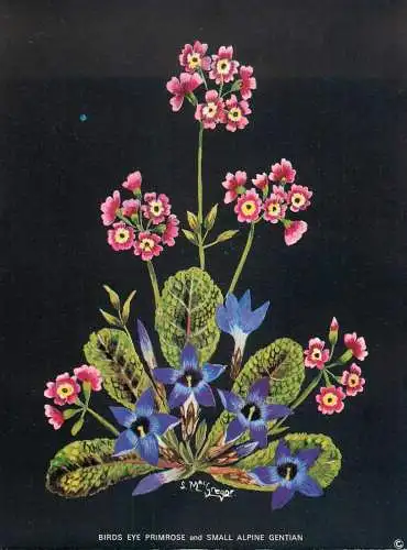 Postcard flower birds eye primrose and small alpine gentian