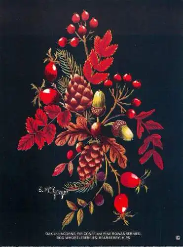 Postcard flower oak and acorns fir cones and pine rowanberries