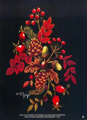Postcard flower oak and acorns fir cones and pine rowanberries