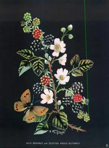 Postcard flower wild bramble and scottish argus butterfly
