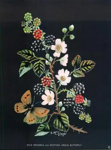Postcard flower wild bramble and scottish argus butterfly