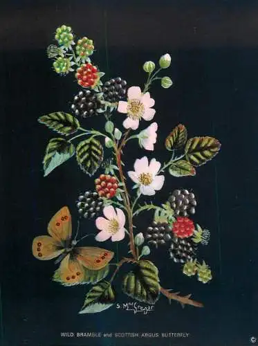 Postcard flower wild bramble and scottish argus butterfly