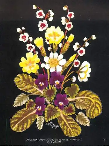 Postcard flower large wintergreen mountain avens primroses