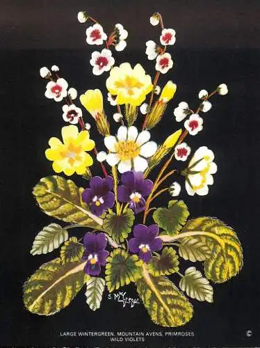 Postcard flower large wintergreen mountain avens primroses
