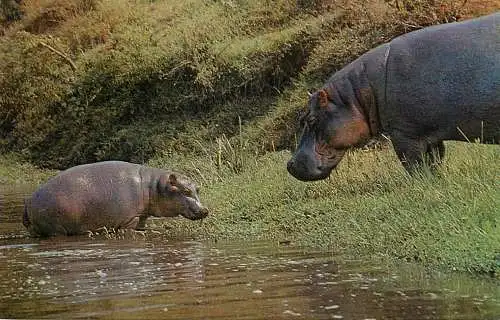 Postcard animal hippo Hippopotamuses