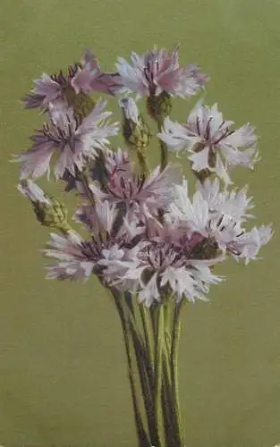 Holiday postcard flower Switzerland