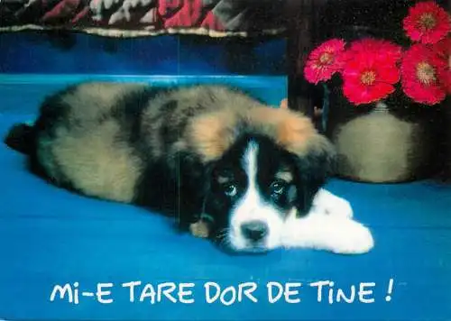 Postcard anima dog Romania miss you