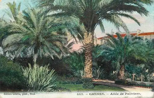 France Cannes allee de palmiers