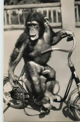 Funny animals monkey bike riding