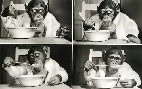 Funny animals monkey eating multi view