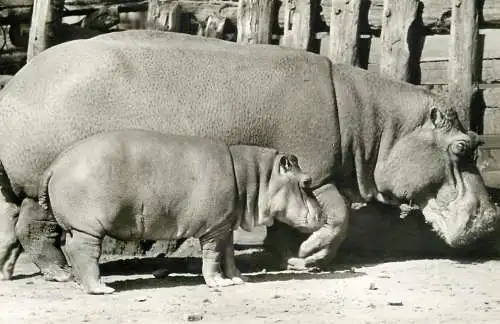 Animals types and scenes hippopotamus mama & little hippopotamus