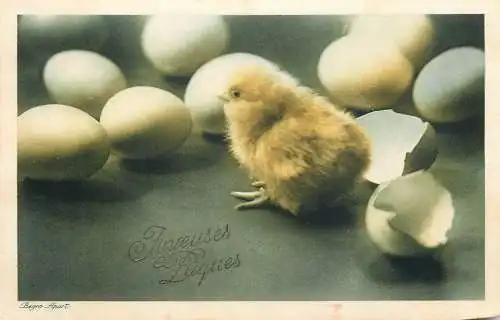 Fantaisie Pâques poussins animé Joyeuses Paques egg chicken