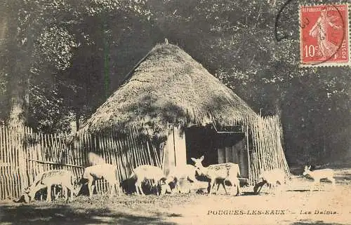 France Pougues-les-Eaux deer