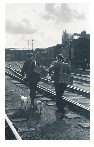 The Nostalgia Postcard 1950 Yesterday`s Britain 1941 rat catchers