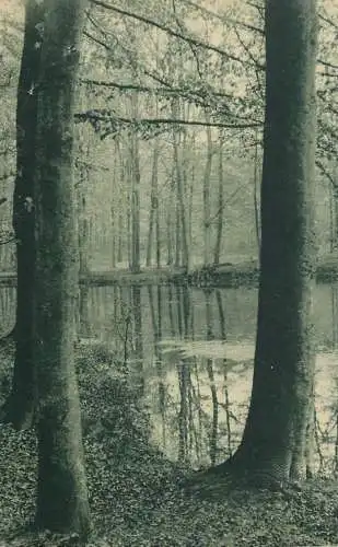 Belgium forest scene