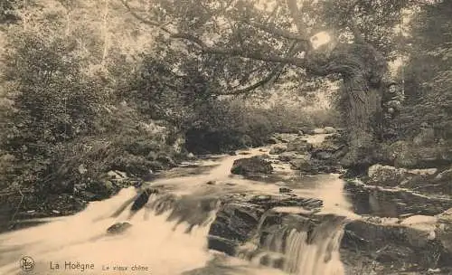Belgium La Hoegne le vieux chene