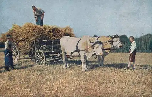 Germany agricultural scene and hay cart