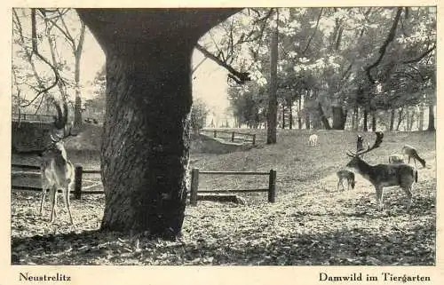 Germany Neustrelitz Damwild im Tiergarten