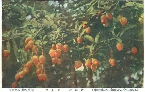 Japan Okinawa Momohara Nursery fruits detail view