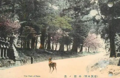 Japan Park of Nara deer photo