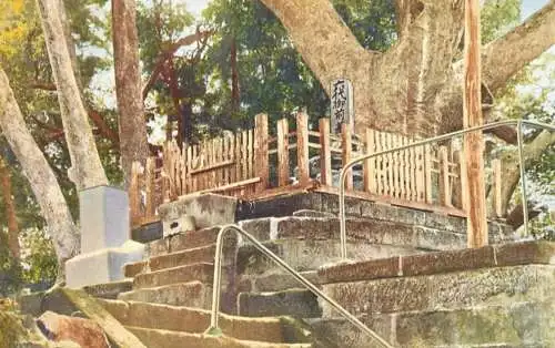 Japan old tree natural monument place to identify