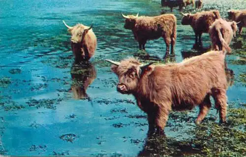 Highland Cattle watering at the lake