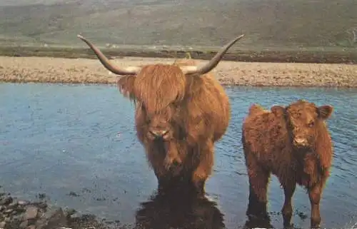 Highland Cattle in cool waters