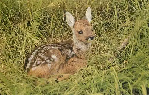 Kielder Forest Roe Fawn