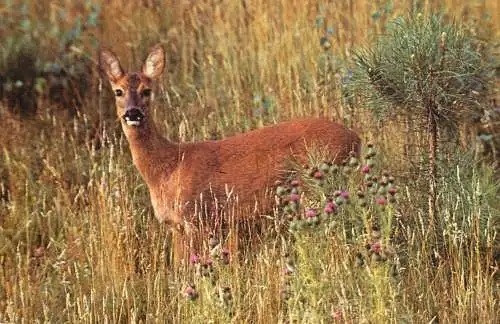 England East Anglia Thetford Chase Roe Doe