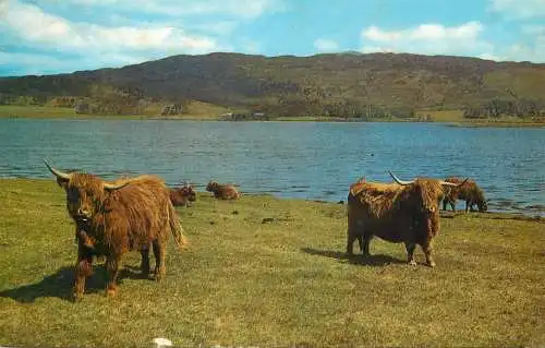 Scotland Highland Cattle by the Loch side