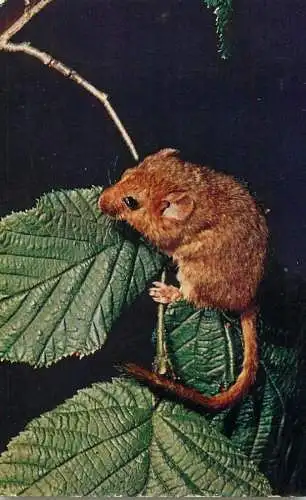 Dormouse image