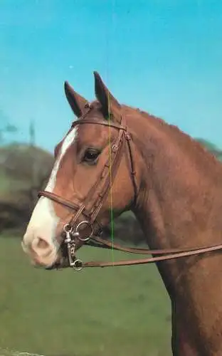 Horse head detail image
