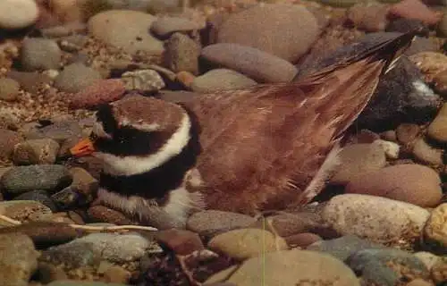 Ringed Plover image