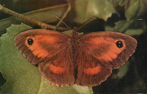 Hedge Brown butterfly image