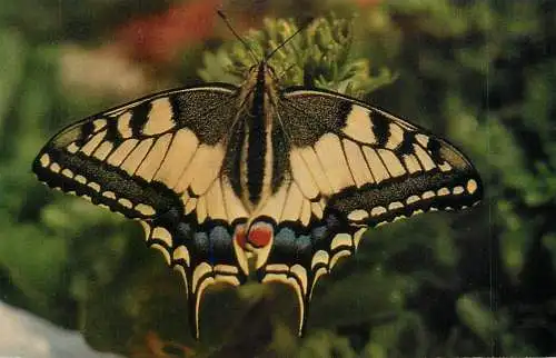 Swallowtail butterfly image