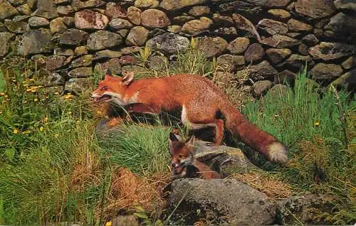 Fox mama defending baby fox