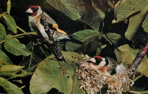 Goldfinch bird photo