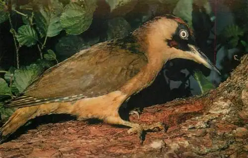 Green Woodpecker bird photo