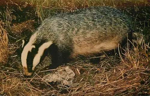 Badger photo