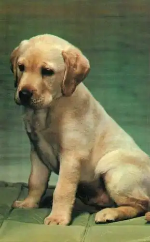 Golden retriever puppy photo